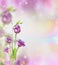 Floral nature background with purple garden flowers and bokeh