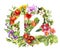 Floral number 12 twelve from wild flowers and herb. Watercolor