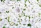 Floral paattern backgrroound texture