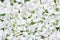 Floral paattern backgrroound texture