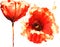 Floral painted poppy  illustration with white background  Ink and watercolor painting.