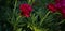 Floral panoramic banner. beautiful red peony flowers on a background of dark green foliage. summer garden in the rays of the