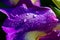 Floral part close up, macro waterdrops on purple gladiolus are shining bright on sunbeams