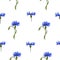 Floral pattern of blue cornflowers on a white background. Vector seamless ornament for the decoration of fabrics, tiles, paper
