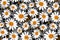 Floral pattern in daisies flowers on a dark black background with polka dots. Chamomile print. Seamless vector texture.