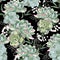 Floral pattern, delicate flower wallpaper, white herbs and green pink succulent.