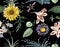 Floral pattern in the many kind of sunflower Tropical botanical Motifs scattered random. Seamless black background