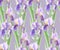 Floral pattern with watercolor lilac iris flowers on gray background