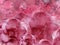 Floral pink background from roses. Flower composition. Flowers with water droplets on petals. Close-up.