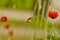 Floral poppy background. Bud of closed red poppy flower on a green background. Selective focus. Natural background