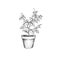 Floral pot. Decorative bonsai tree isolated. Plant with leaves