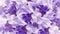 Floral purple background. Flowers white-purple irises close up. Natur