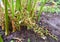 Floral Racemes and Pods of Cardamom Plant - Elettaria Cardamomum Maton - Malabar Elaichi - Spice Plantation in Kerala, India