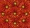 Floral red background. A bouquet of flowers from red-yellow gerberas. Close-up.