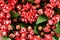 Floral red flower bouvardia for interior decoration and bouquets. Texture