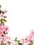 Floral retro background with blossom. White, pink apple flowers. Vintage watercolour