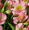 Floral romantic flower background of pink alstroemeria