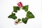 Floral round frame arrangement of dogwood green leaves cornus a