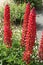 Floral scape of red lupinus in a flowerbed