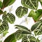 Floral seamless pattern, Alocasia plant, palm leaves and orange flowers on white background.