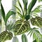 Floral seamless pattern, Alocasia plant, palm leaves on white background.