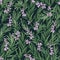 Floral seamless pattern with blooming rosemary on black background. Backdrop with wild aromatic herb. Botanical vector