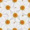 Floral seamless pattern - daisy