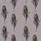 Floral Seamless pattern. Protea Sugarbushes brown flowers.