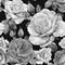 Floral seamless pattern with watercolor white roses. Monochrome