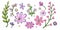 Floral set with different pink and lilac flowers. Illustration with delicate flowers. Hand drawing.