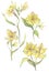 Floral set with yellow alstroemeria flowers.