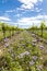 floral spacing in organic vineyard, Moravia, Czech Republic