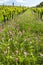 floral spacing in organic vineyard, Moravia, Czech Republic