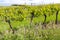 floral spacing in organic vineyard, Moravia, Czech Republic