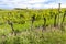 floral spacing in organic vineyard, Moravia, Czech Republic