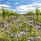 floral spacing in organic vineyard, Moravia, Czech Republic