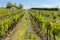 floral spacing in organic vineyard, Moravia, Czech Republic