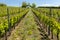 floral spacing in organic vineyard, Moravia, Czech Republic