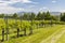 floral spacing in organic vineyard, Moravia, Czech Republic