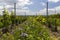 Floral spacing in organic vineyard, Southern Moravia, Czech Republic