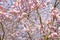 Floral spring background. Blossoming cherry tree on the background of the sky.