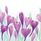 Floral spring background. Flower crocus