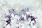 Floral spring background. Lilac bouquet  white-purple  flower petals. Close-up. Nature.