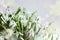 Floral spring background. Snowdrops flowers close-up. Place for your text