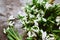 Floral spring background. Snowdrops flowers close-up. Place for your text. Top view