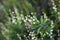 Floral spring background, soft focus. Branches of a flowering tree in spring outdoors macro. Beautiful flowering branch. Spring Ga