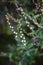 Floral spring background, soft focus. Branches of a flowering tree in spring outdoors macro. Beautiful flowering branch. Spring Ga