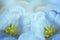 Floral spring bright blue background. Flowers blue-yellow tulips blossom. Close-up. Greeting card.