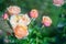 Floral spring, natural landscape with flowers of bush garden roses and beautiful bokeh circles. Delicate image, soft focus, author