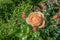 Floral spring, natural landscape with flowers of bush garden roses and beautiful bokeh circles. Delicate image, soft focus, author